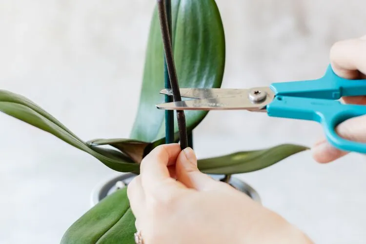 comment faire une bouture d'orchidée avec une tige multiplier une orchidée