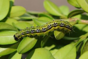 comment lutter contre la pyrale du buis