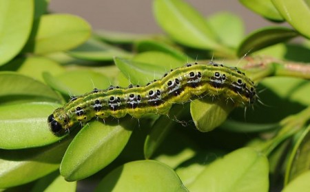 comment lutter contre la pyrale du buis