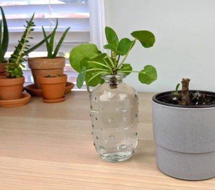 comment obtenir une bouture pilea mettre partie supérieure verre eau attendre pousser