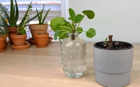 comment obtenir une bouture pilea mettre partie supérieure verre eau attendre pousser