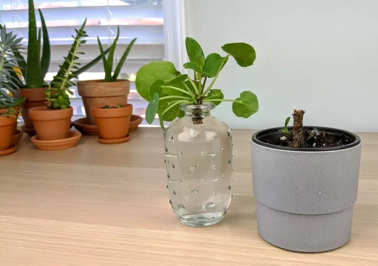 comment obtenir une bouture pilea mettre partie supérieure verre eau attendre pousser