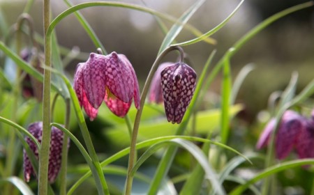 comment planter des fleurs sauvages quand fleurs des champs graines