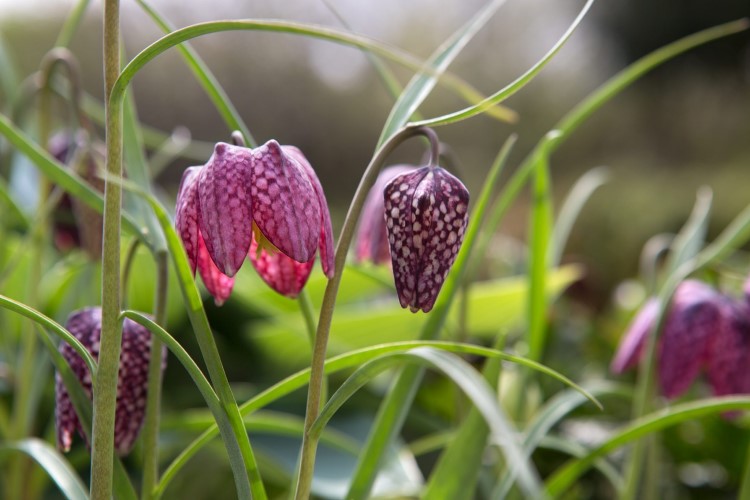 comment planter des fleurs sauvages quand fleurs des champs graines