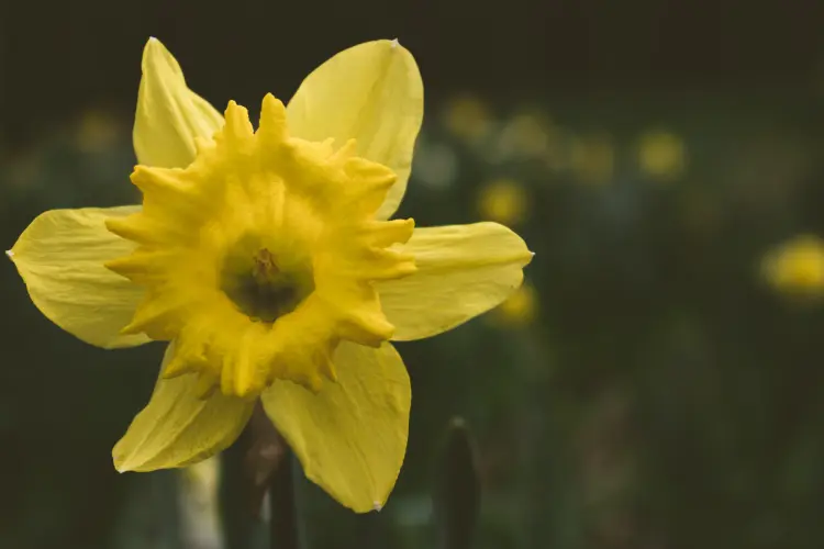 comment planter les jonquilles en septembre