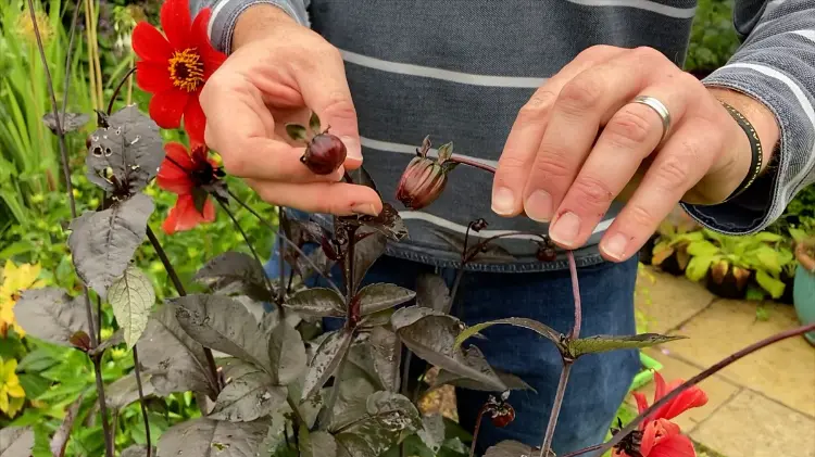 comment prolonger la floraison des dahlias comment faire éteter plantes