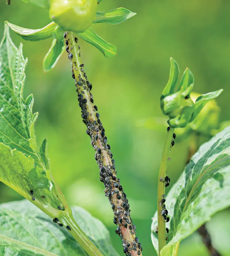comment prolonger la floraison des dahlias paladies parasites plantes