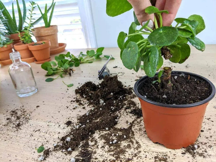 comment propager mon pilea raisons bouturer stimuler système racinaire endommagé