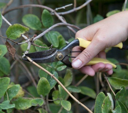 comment quand tailler une plante grimpante à quelle fréquence astuces taille grimpantes pot jardin