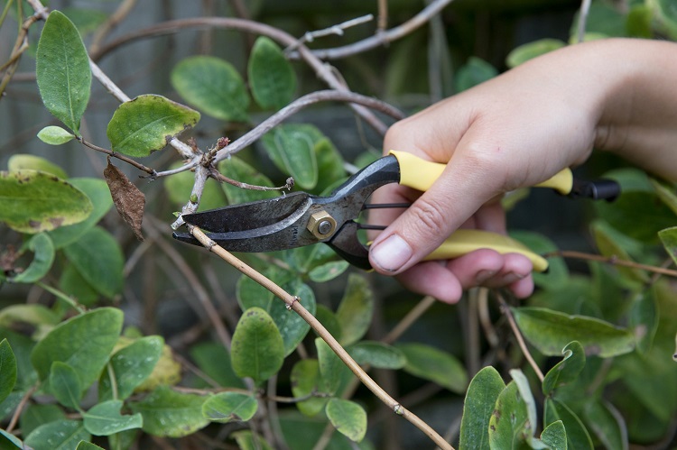 comment quand tailler une plante grimpante à quelle fréquence astuces taille grimpantes pot jardin