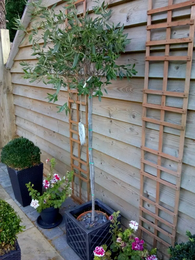 comment savoir si un olivier en pot a soif saison extérieur intérieur taille matière pot