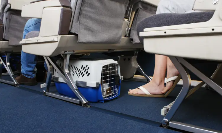 comment se passe avec le voyage avec un chien en avion documents