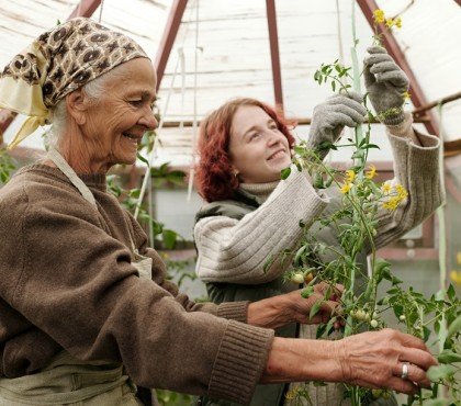 happy grandmother and granddaughter taking care of tomato plants