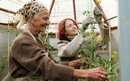 happy grandmother and granddaughter taking care of tomato plants