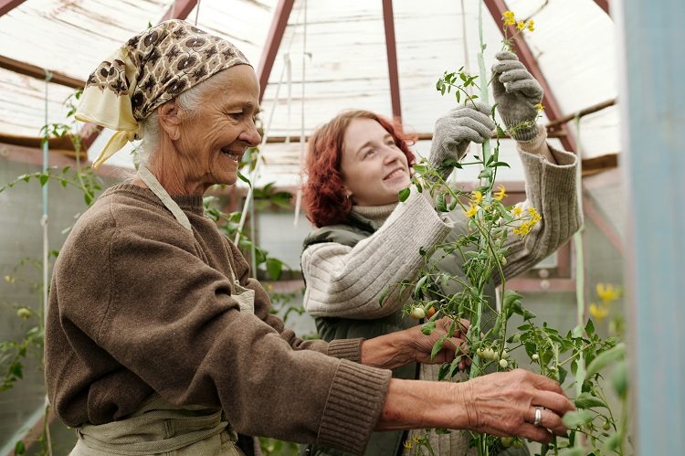 happy grandmother and granddaughter taking care of tomato plants