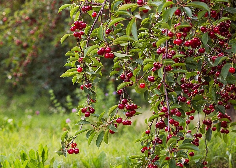 comment tailler un cerisier en août septembre astuces erreurs taille estivale en vert éventail pour faire pousser arbre fruitier plus vite