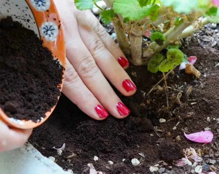 comment utiliser marc de café jardin plantes comme paillage engrais