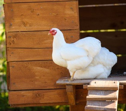 commment protéger les poules des prédateurs poulailler astuces