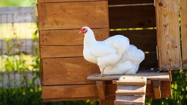 commment protéger les poules des prédateurs poulailler astuces