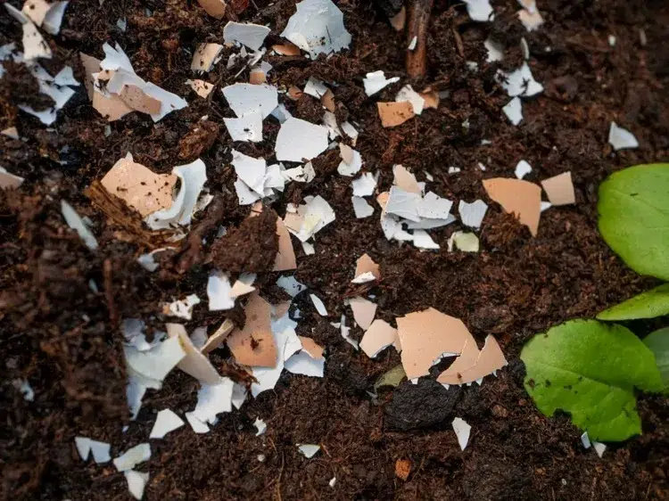 coquilles d'oeuf engrais naturel pour fertiliser le sol jardin en détresse après canicule potager