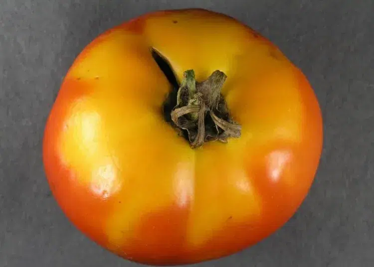 décoloration de la peau des tomates causes solutions murissement inégal