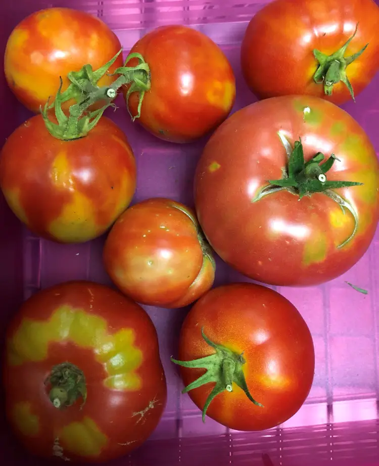 décoloration de la peau des tomates que faire merissement en plaque