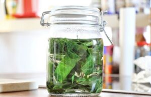 diy recette fabriquer soi même une lessive maison avec feuille de lierre pas cher facile rapide naturelle tuto produit linge écolo