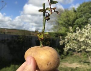 faire des boutures de rosiers avec une pomme de terre