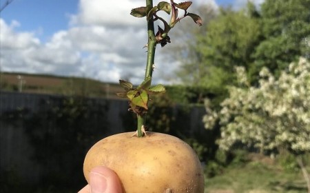 faire des boutures de rosiers avec une pomme de terre