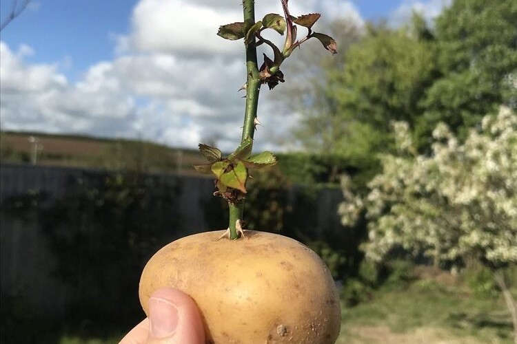 faire des boutures de rosiers avec une pomme de terre