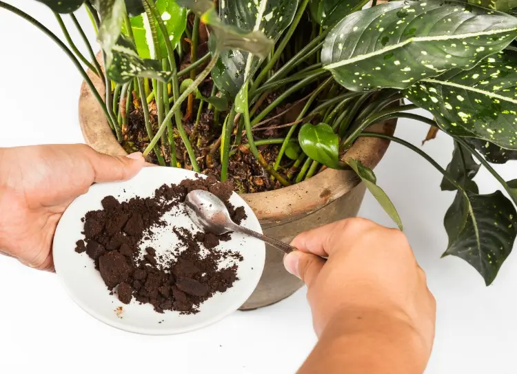 faire des semis dans du marc de café utiliser engrais plantes intérieur