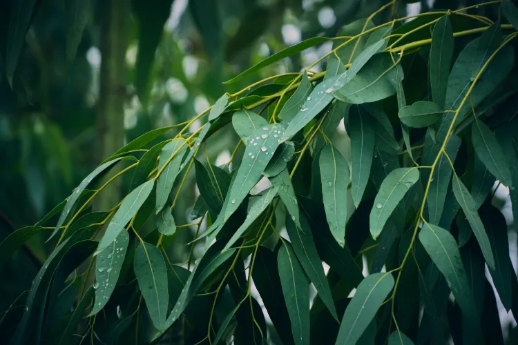 feuilles eucalyptus contre les moustiques