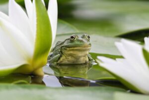 grenouille dans le jardin