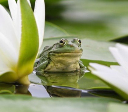 grenouille dans le jardin