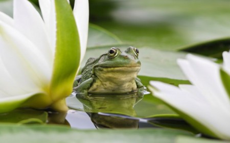 grenouille dans le jardin