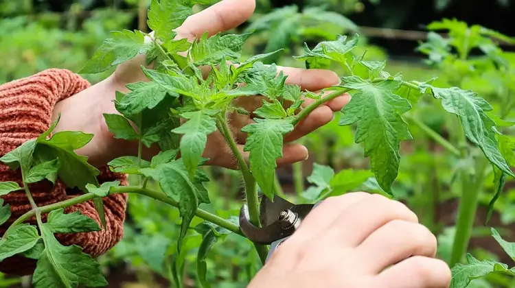guide stopper la hauteur des tomates pourquoi quand pincer comment faire