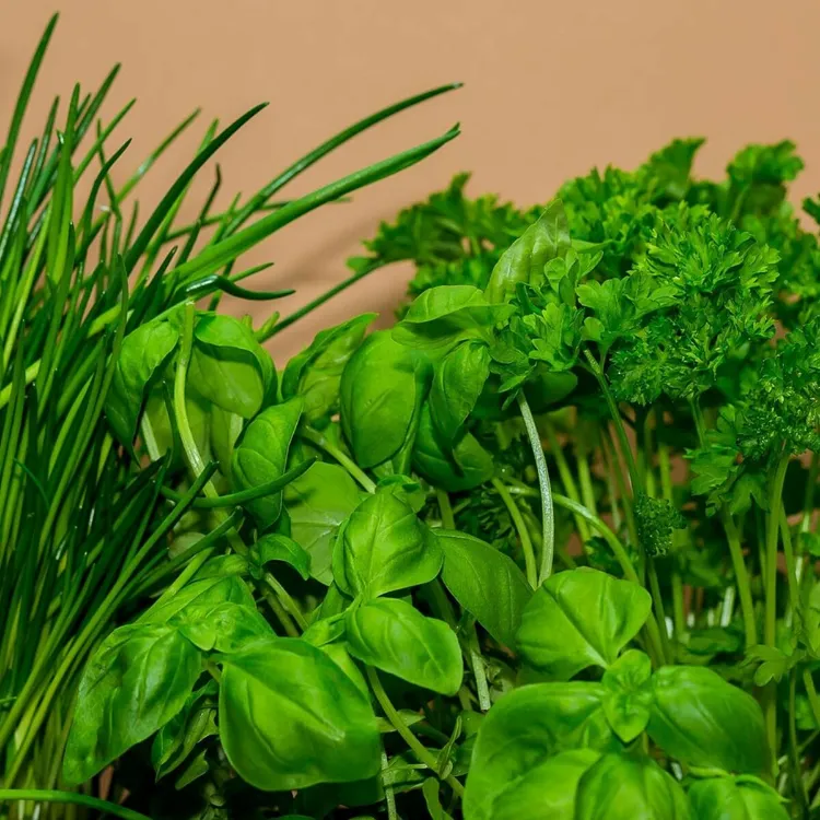 herbes aromatiques pour jardinière en bois 2023