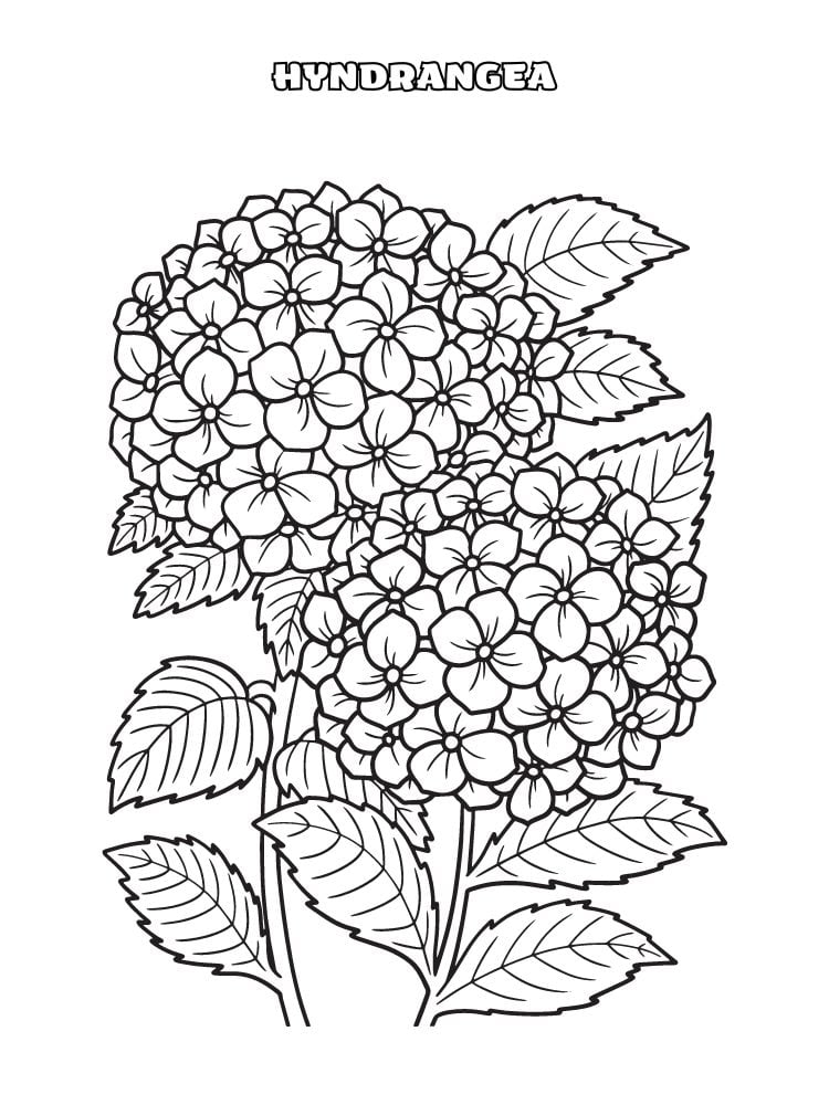 hortensia à colorier hydrangea coloriage facile