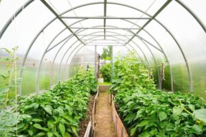 idées légumes à planter sous serre en septembre octobre entretien potager automne hiver