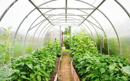 idées légumes à planter sous serre en septembre octobre entretien potager automne hiver
