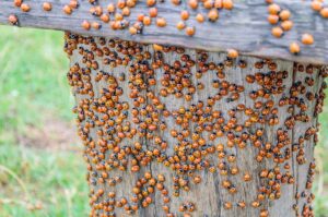 invasion coccinelles asiatiques jardin maison comment s'en debarasser naturellent rapidement astuces tuto video