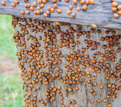 invasion coccinelles asiatiques jardin maison comment s'en debarasser naturellent rapidement astuces tuto video