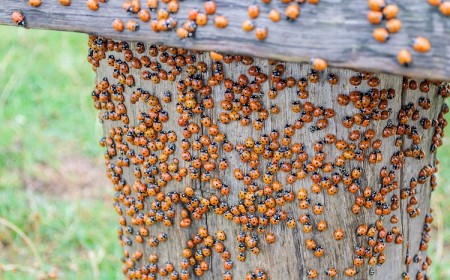invasion coccinelles asiatiques jardin maison comment s'en debarasser naturellent rapidement astuces tuto video