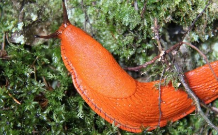 invasion de limaces