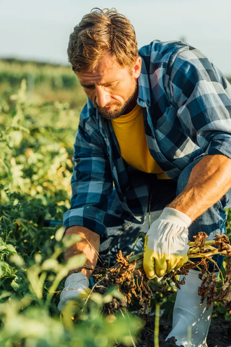 jeter les mauvaises herbes arrachées ou les consommer