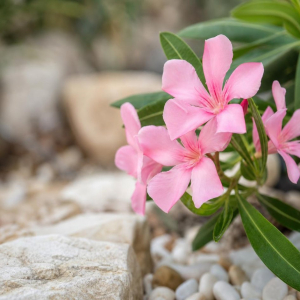 le laurier rose est il toxique pour les plantes au jardin que planter à côté