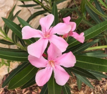 le laurier rose est il toxique pour les plantes au jardin que planter à côté