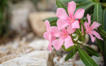 le laurier rose est il toxique pour les plantes au jardin que planter à côté