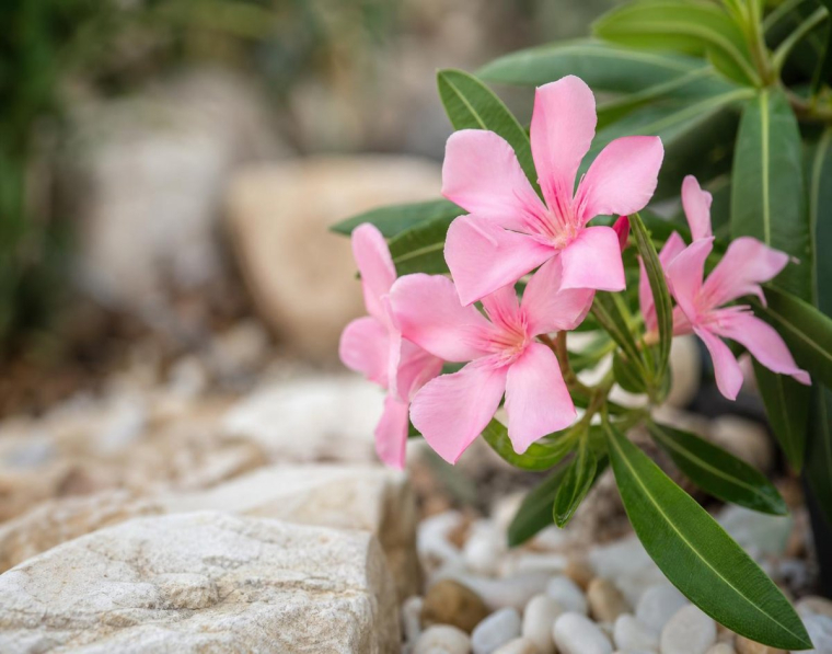 le laurier rose est il toxique pour les plantes au jardin que planter à côté