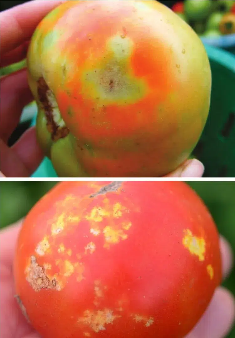 l'effet des punaises vertes sur les tomates symptomes